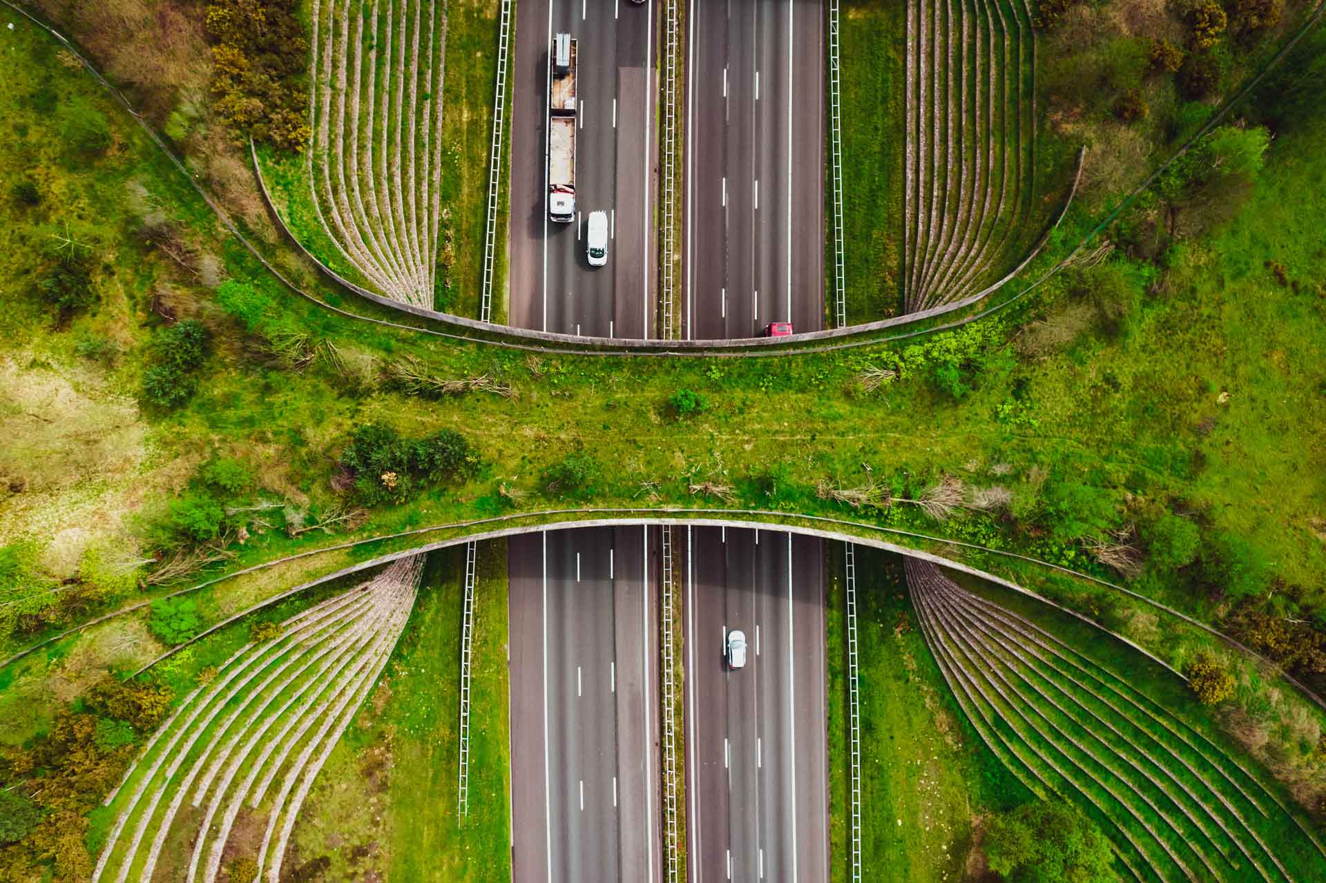 Aerial view of a highway with dual carriageways passing under a green wildlife overpass, showcasing sustainability in action, with vehicles on the road and lush vegetation thriving on the bridge.